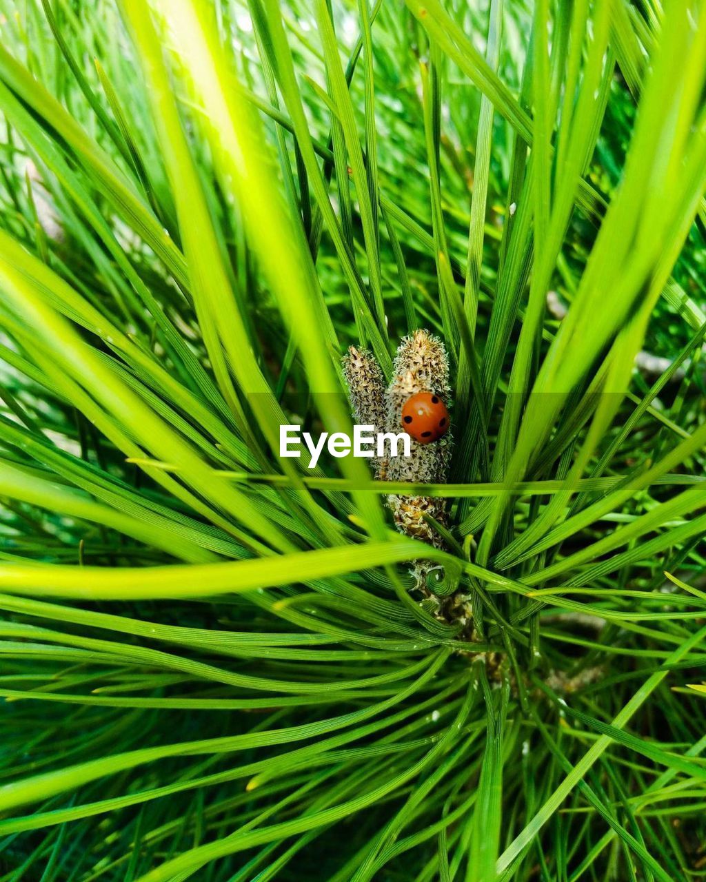 EXTREME CLOSE-UP OF LADYBUG ON GRASS