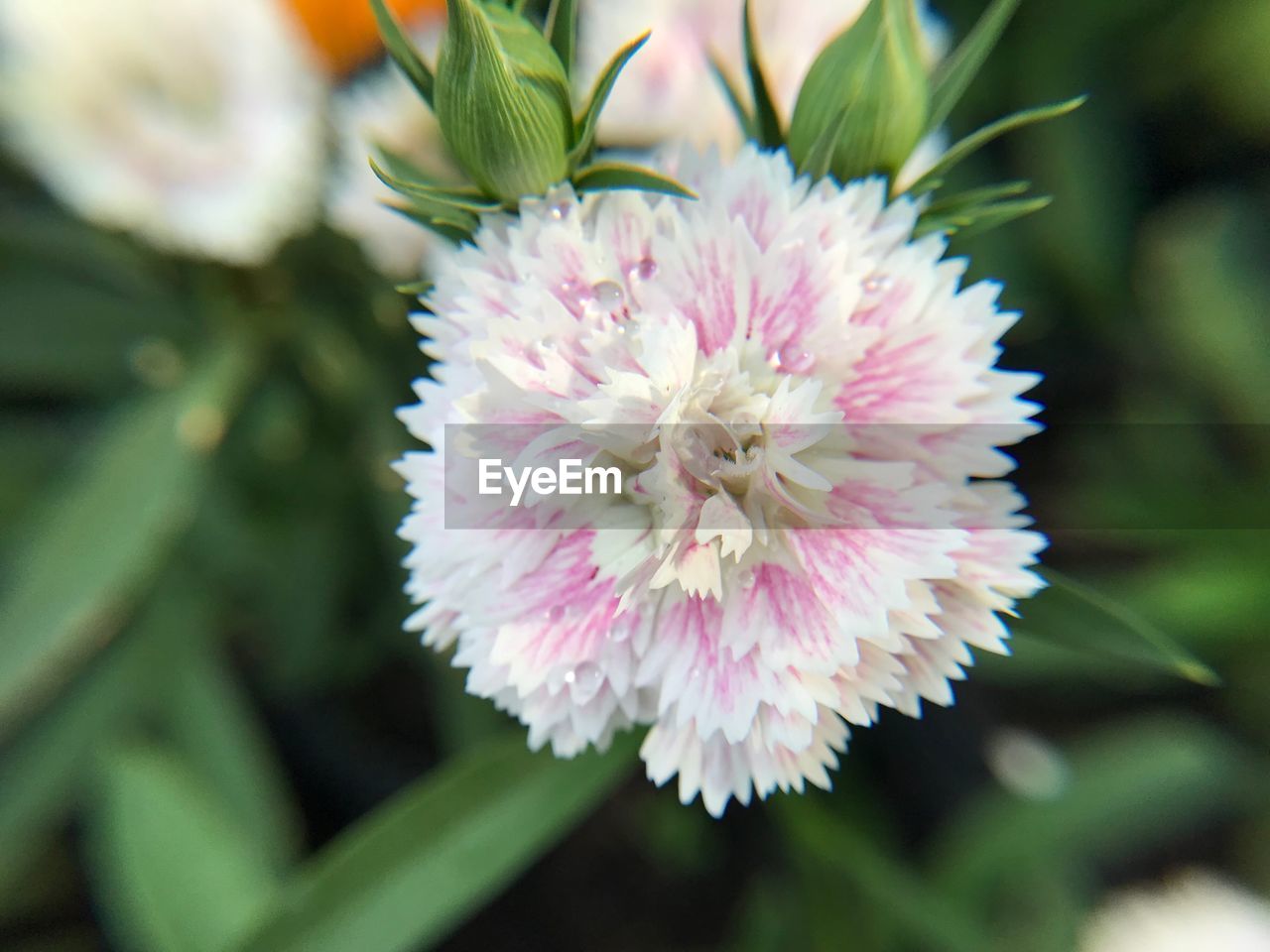 CLOSE-UP OF PINK FLOWER BLOOMING