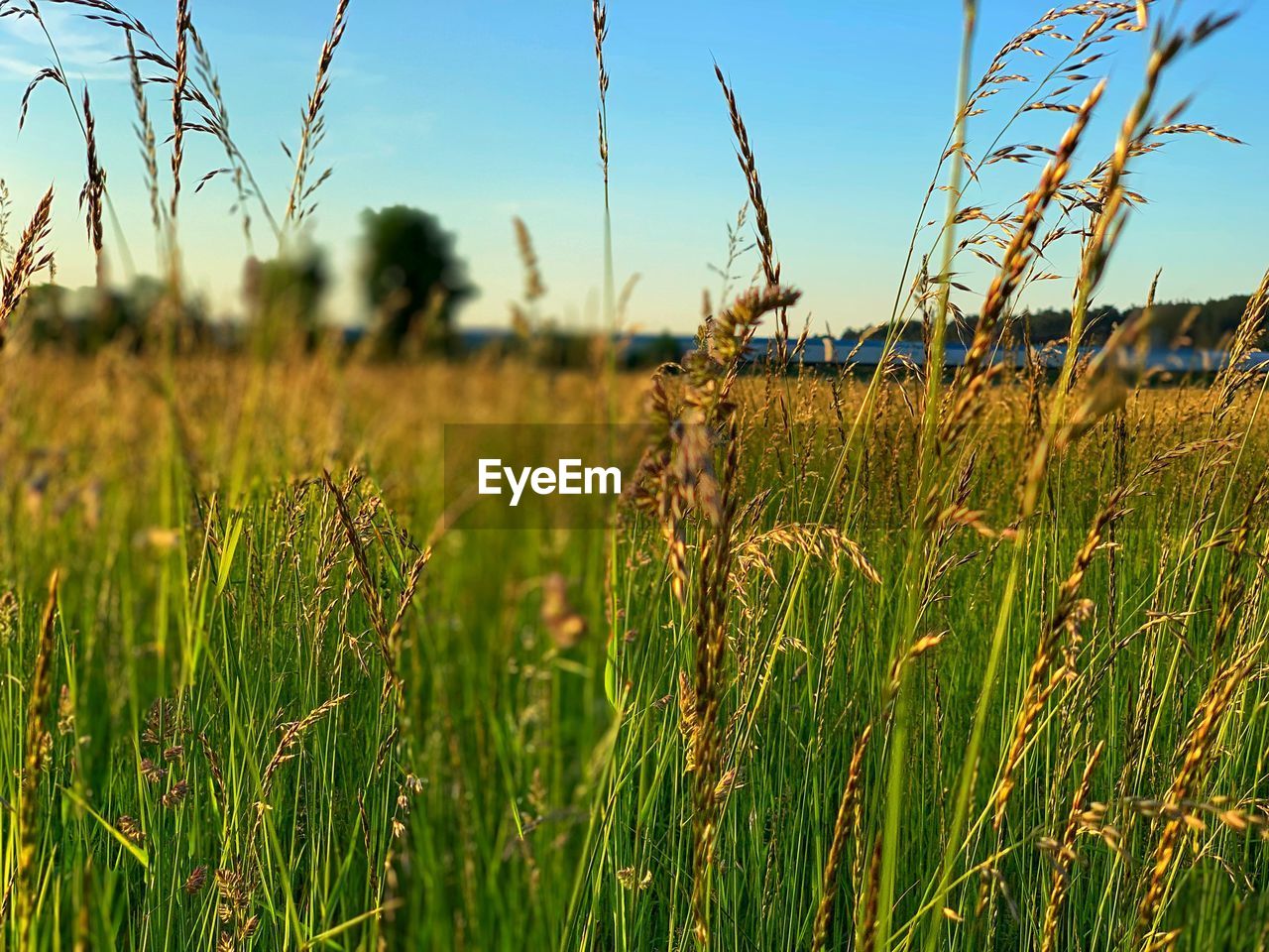 VIEW OF WHEAT FIELD AGAINST SKY