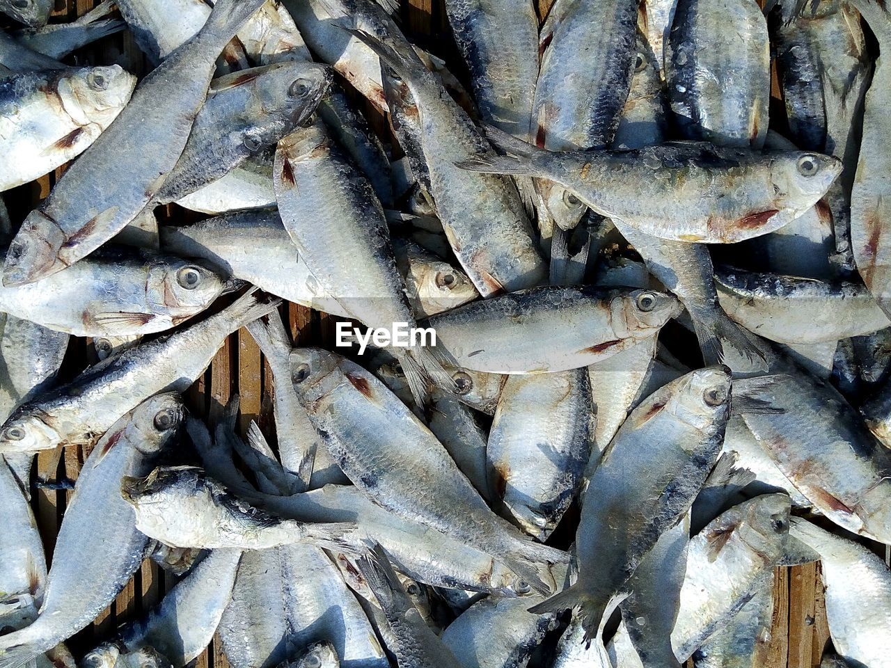 CLOSE-UP OF FISH IN MARKET