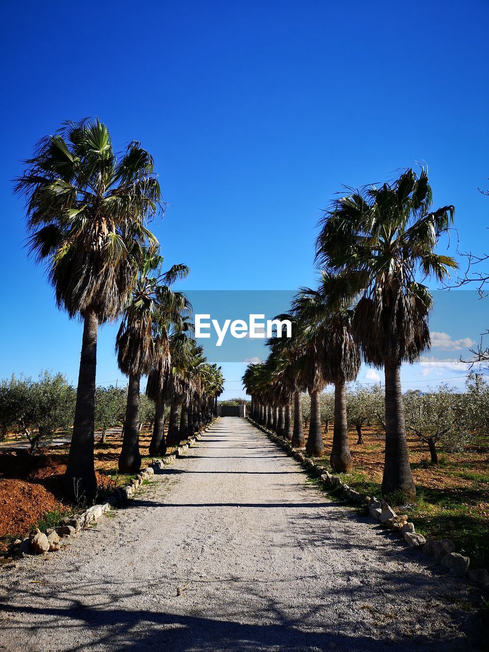 View of palm trees against clear blue sky