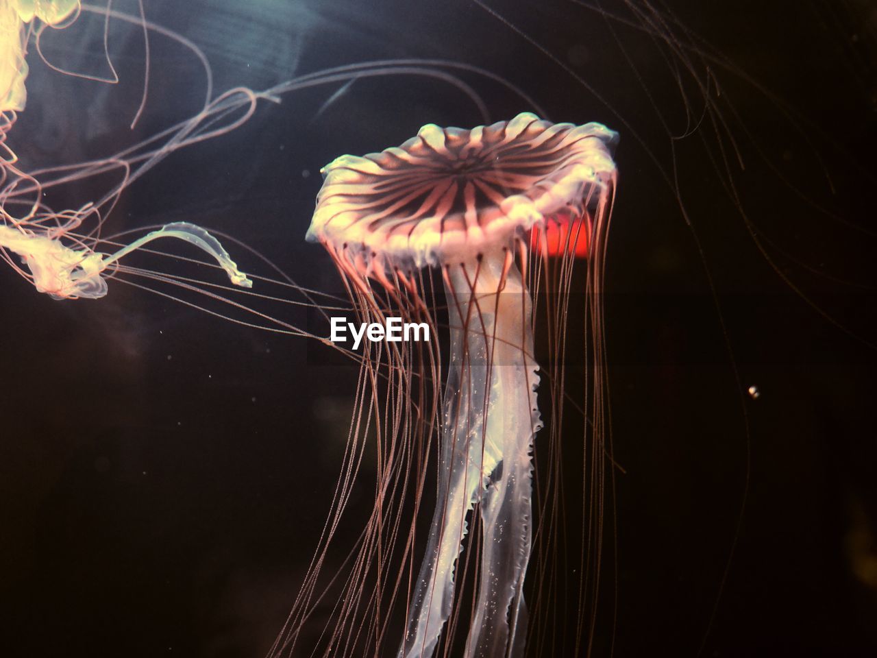 CLOSE-UP OF JELLYFISH UNDERWATER