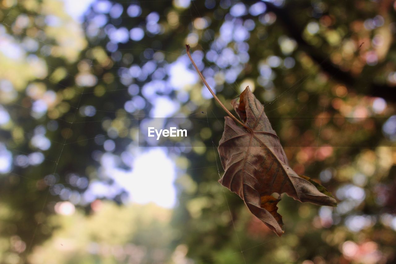 LOW ANGLE VIEW OF A BIRD FLYING AGAINST BLURRED BACKGROUND