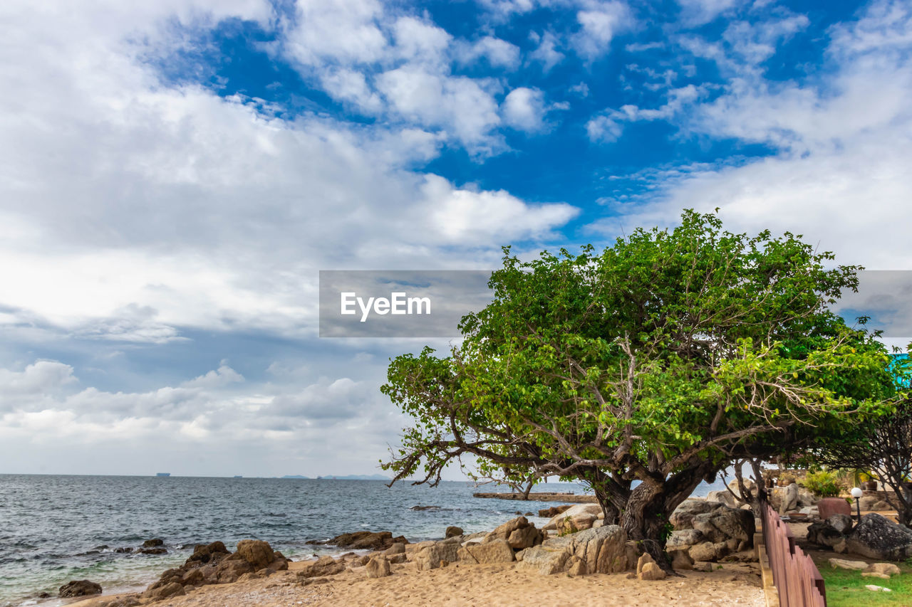 Trees on beach against sky