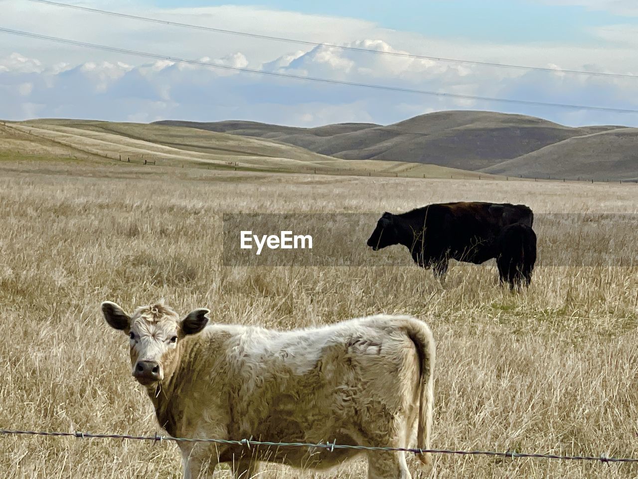 Cows in a field