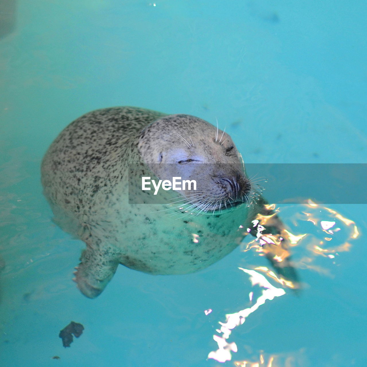 Seal swimming