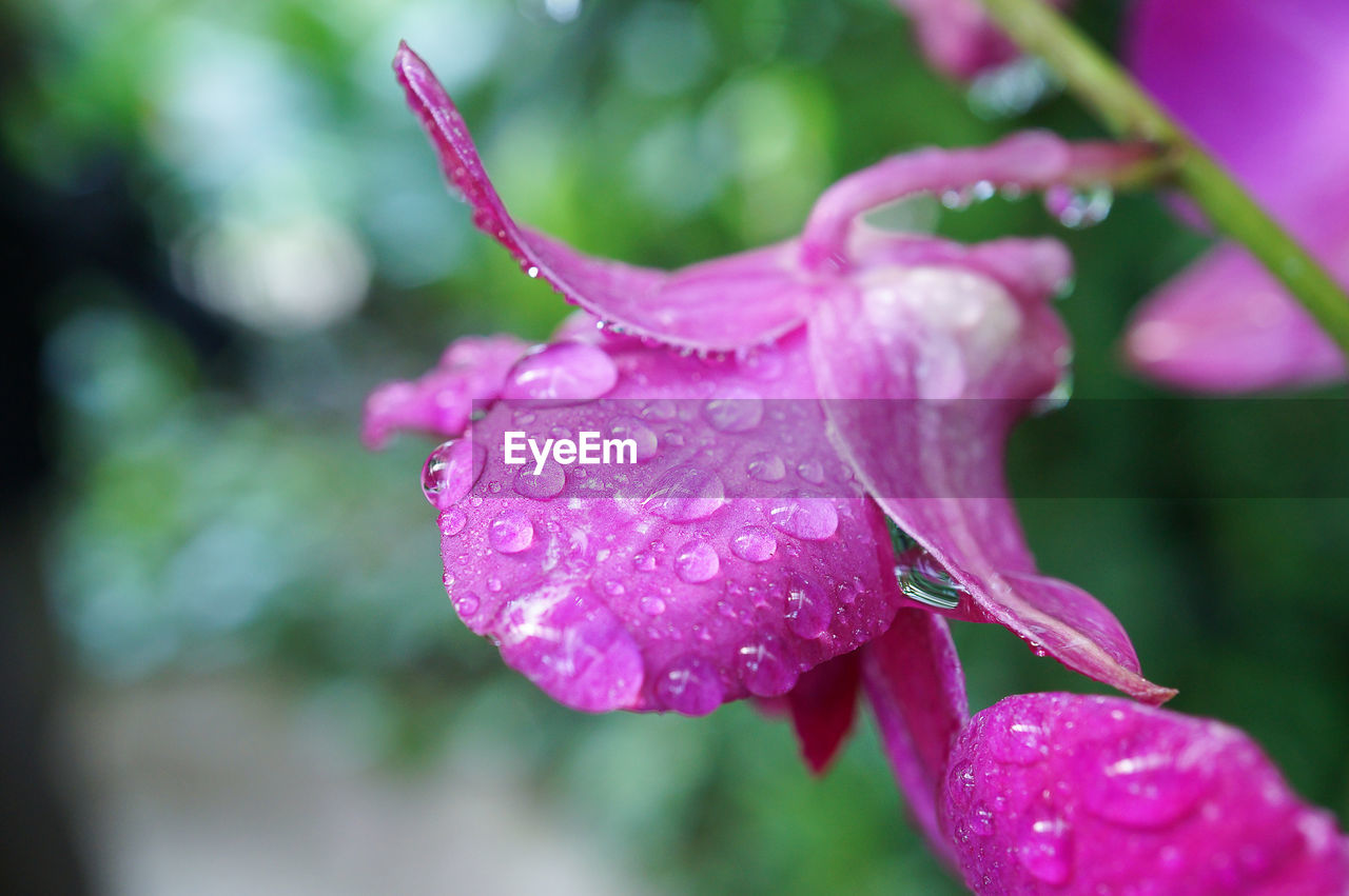 Close-up of wet pink flower blooming outdoors