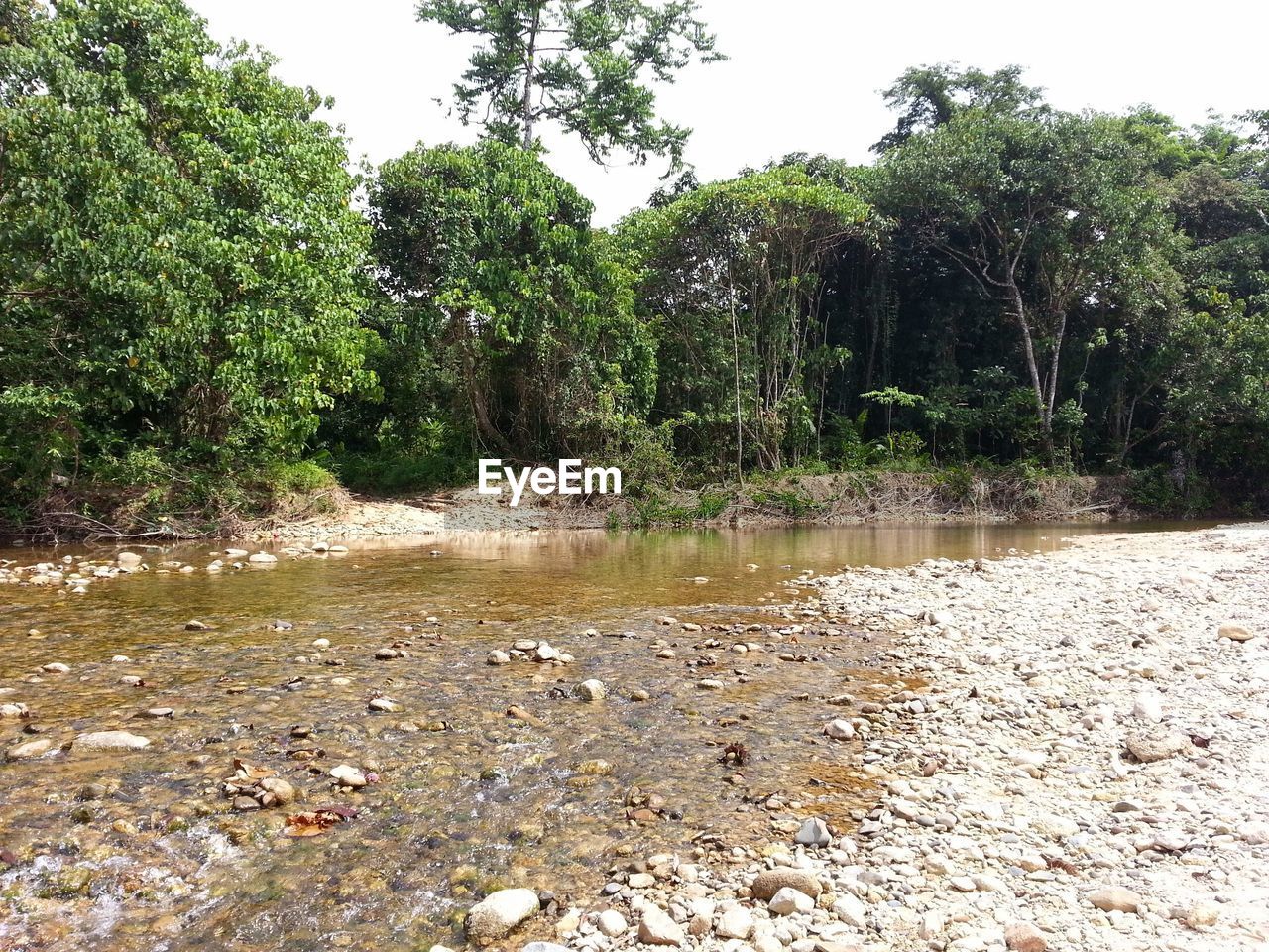 RIVER BY TREES IN FOREST