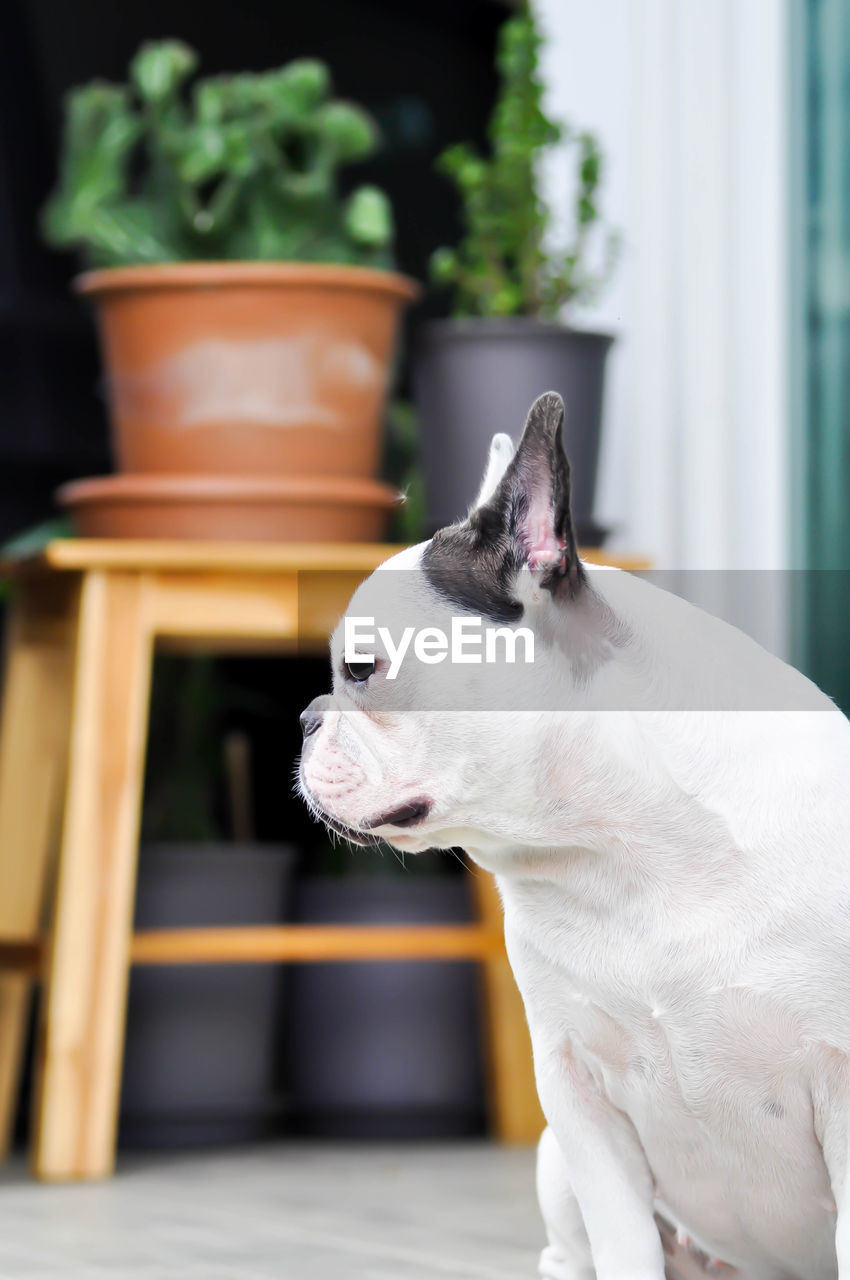 CLOSE-UP OF A DOG LOOKING AWAY WHILE SITTING ON POTTED PLANT