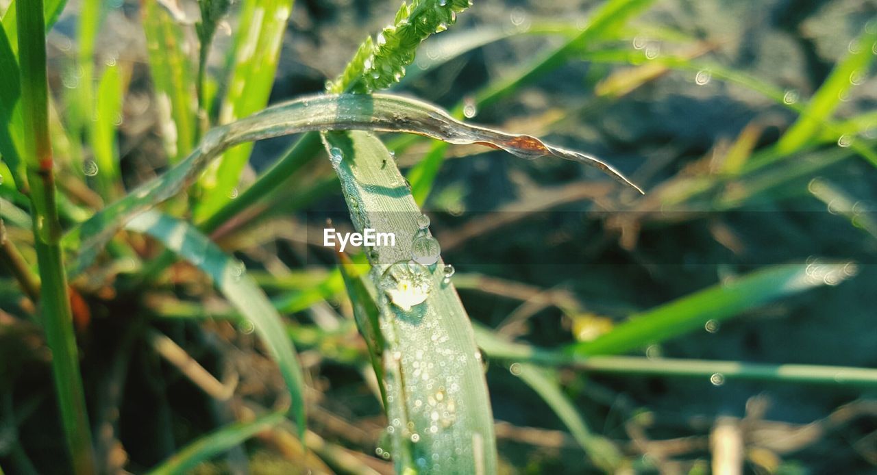 CLOSE-UP OF WATER DROPS ON PLANT