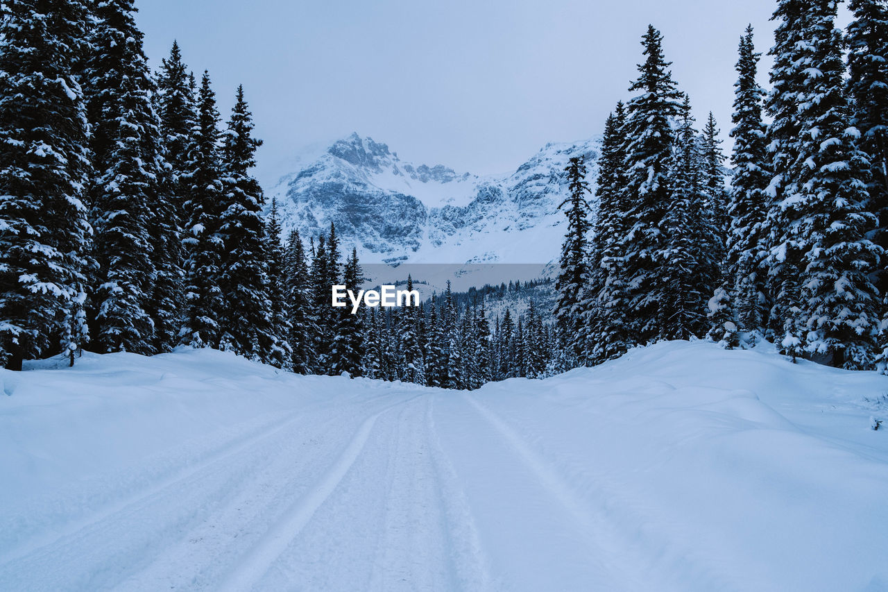 Snow covered land and trees against sky