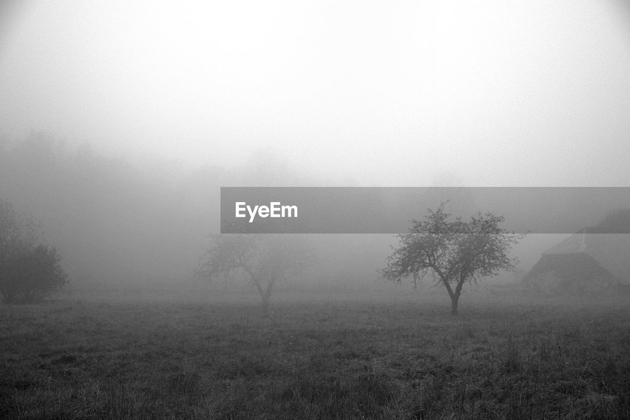 Trees in mist on field against sky