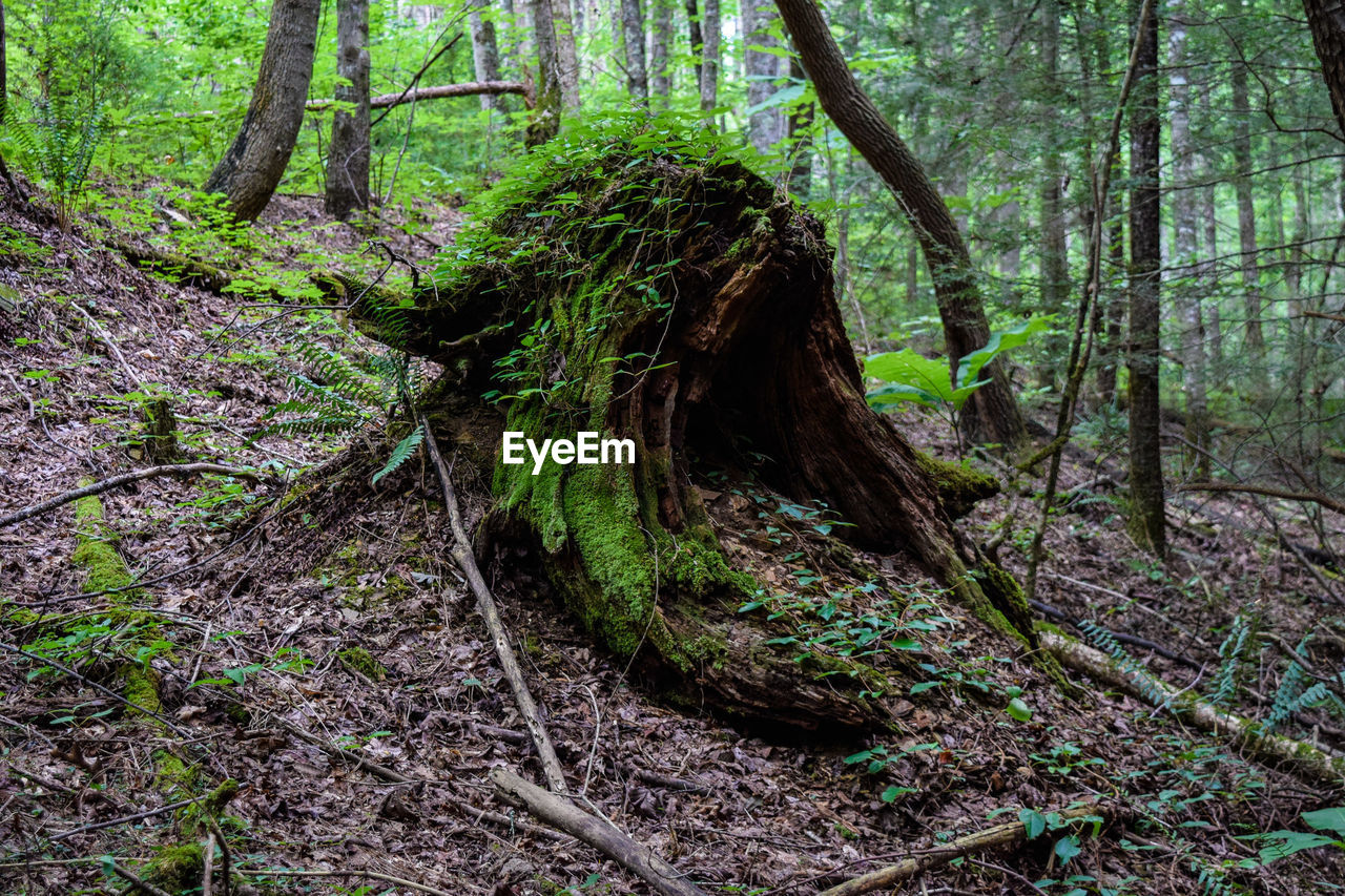 VIEW OF TREES IN FOREST