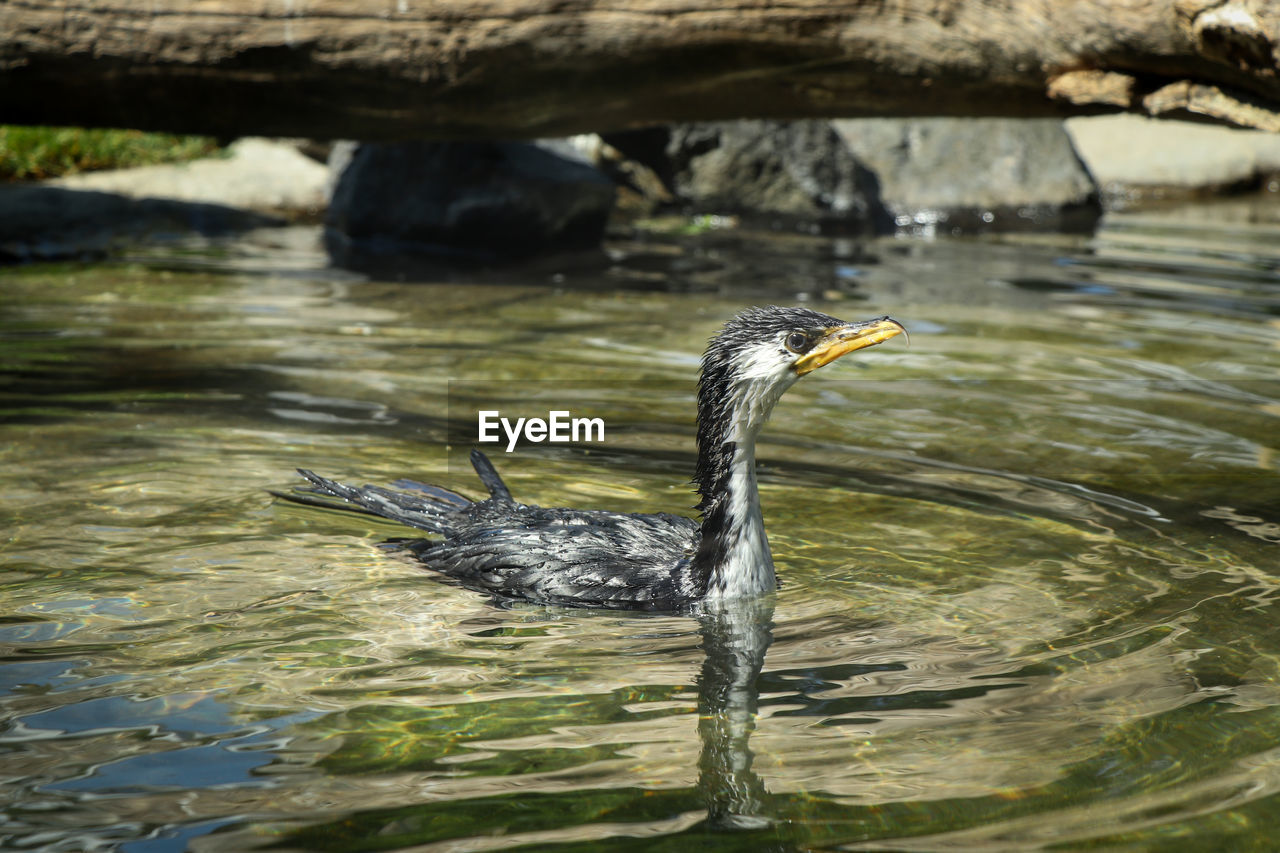  little pied cormorant with  beak swim in pond and drifts through current. microcarbo melanoleucos 