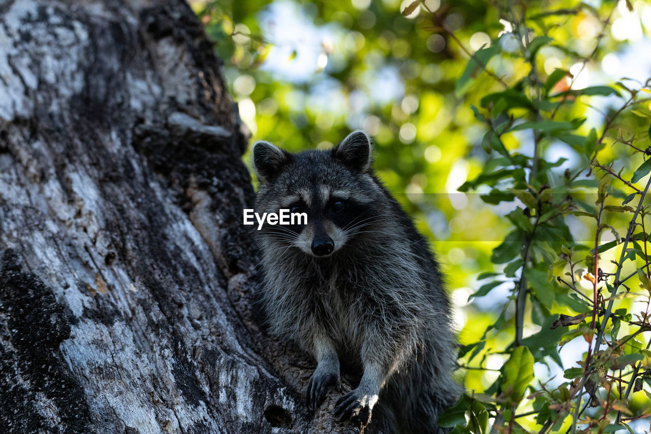 Young raccoon procyon lotor marinus forages for food in naples florida among the forest.