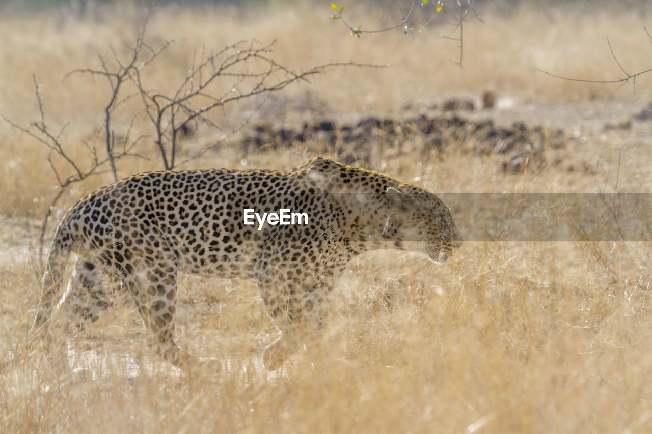 Leopard walking on land