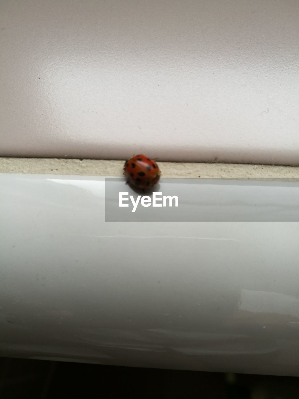 CLOSE-UP OF LADYBUG ON RED FLOOR