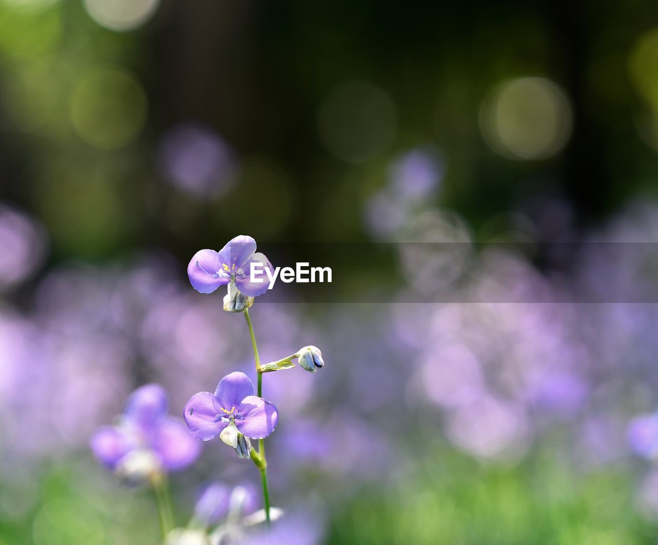 CLOSE-UP OF PURPLE FLOWER