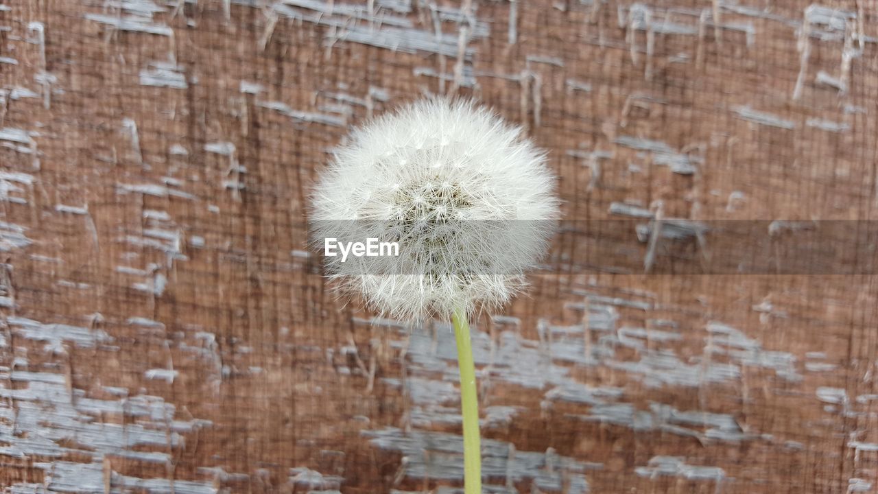 CLOSE-UP OF DANDELION FLOWERS