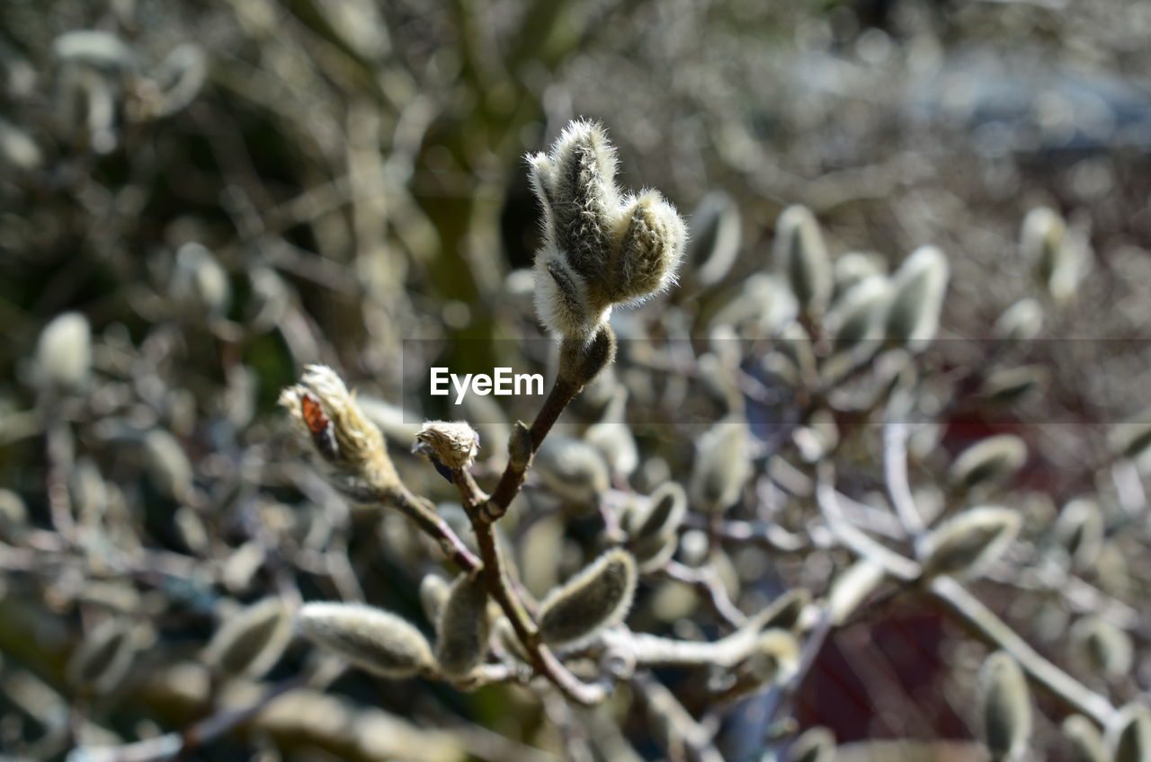 CLOSE-UP OF SNOW ON PLANTS