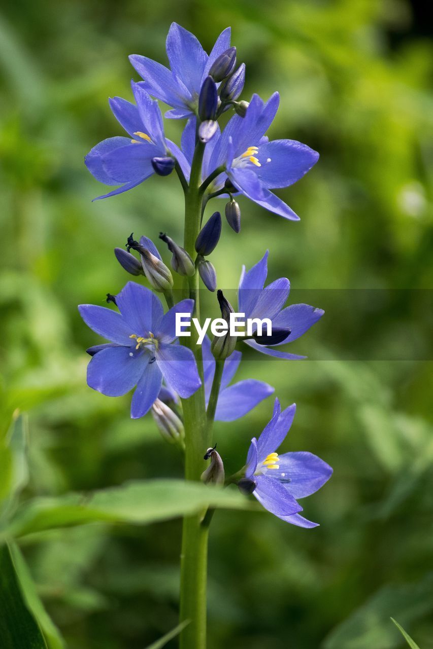 Close-up of purple flowers