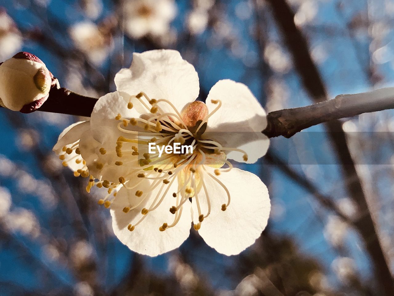 CLOSE-UP OF WHITE CHERRY BLOSSOMS ON TREE
