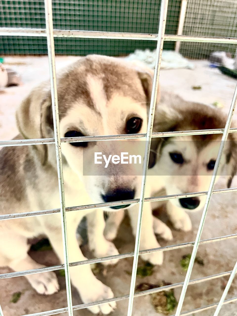 mammal, animal, animal themes, animal shelter, dog, pet, one animal, domestic animals, canine, cage, fence, puppy, portrait, trapped, no people, animals in captivity, looking at camera, metal, young animal, carnivore, dog crate, wire, animal body part, close-up, day, security