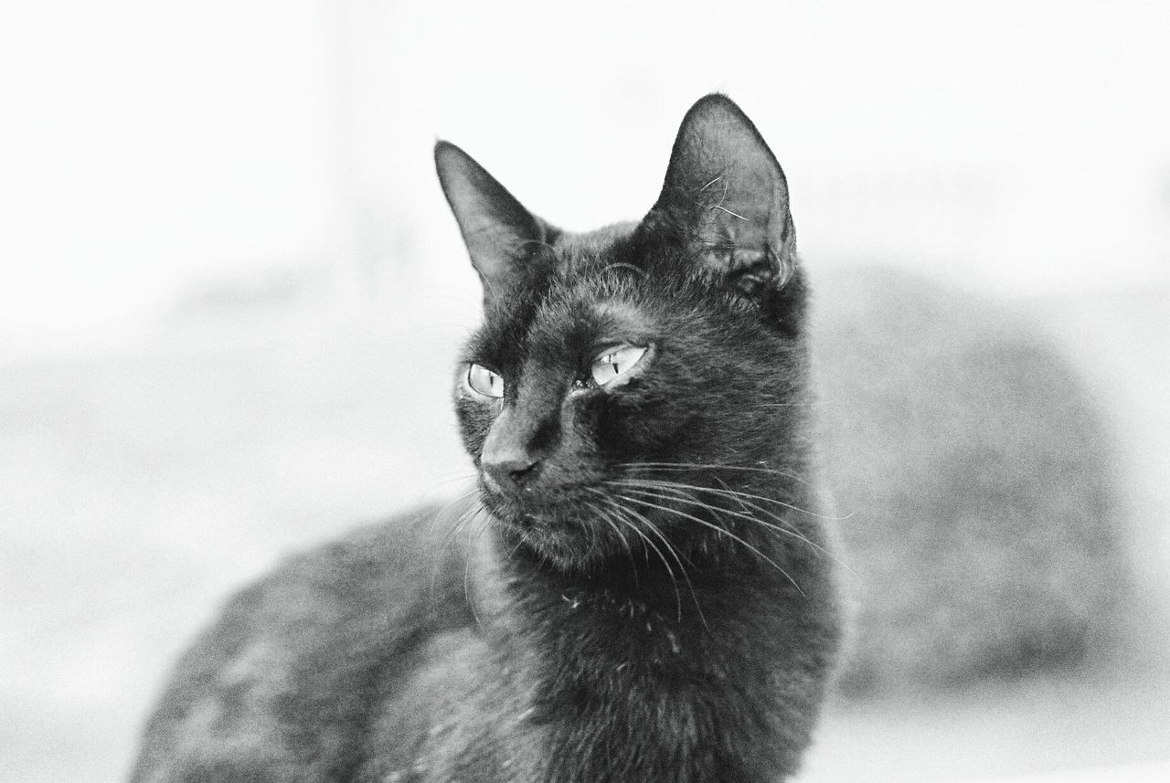 Close-up portrait of cat