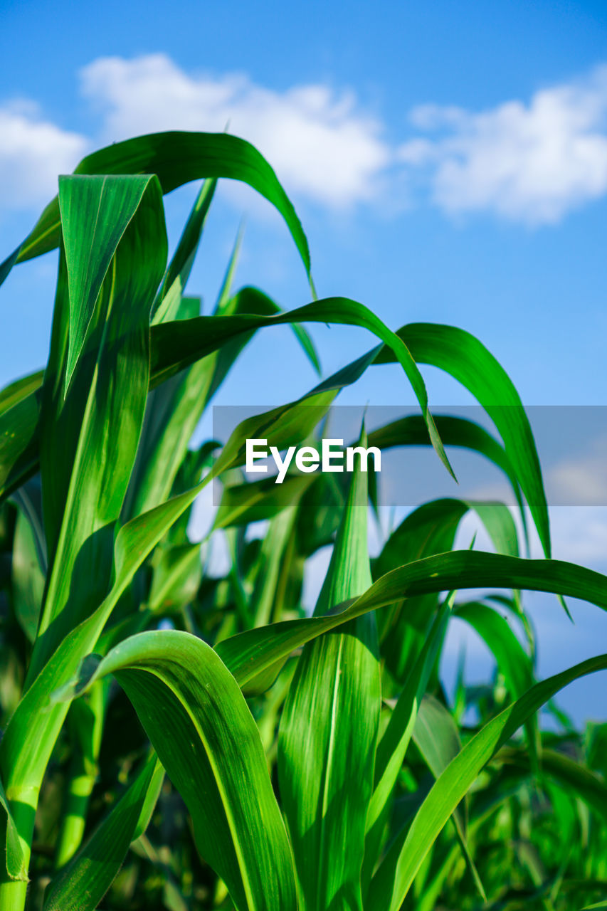Close-up of fresh green plant against sky