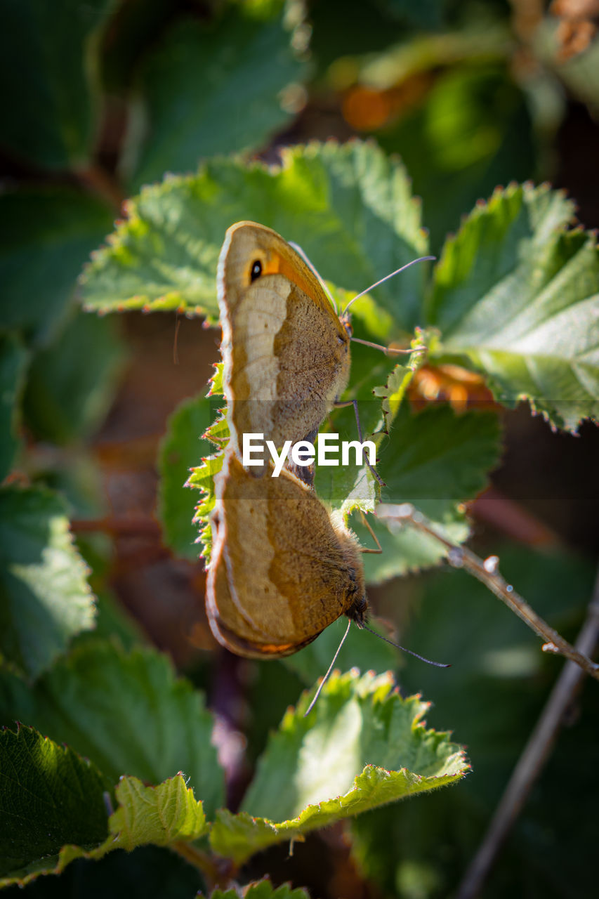 CLOSE-UP OF BUTTERFLY ON A PLANT