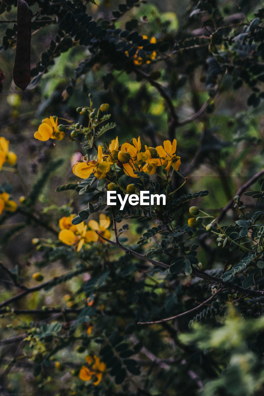 Close-up of yellow flowering plant