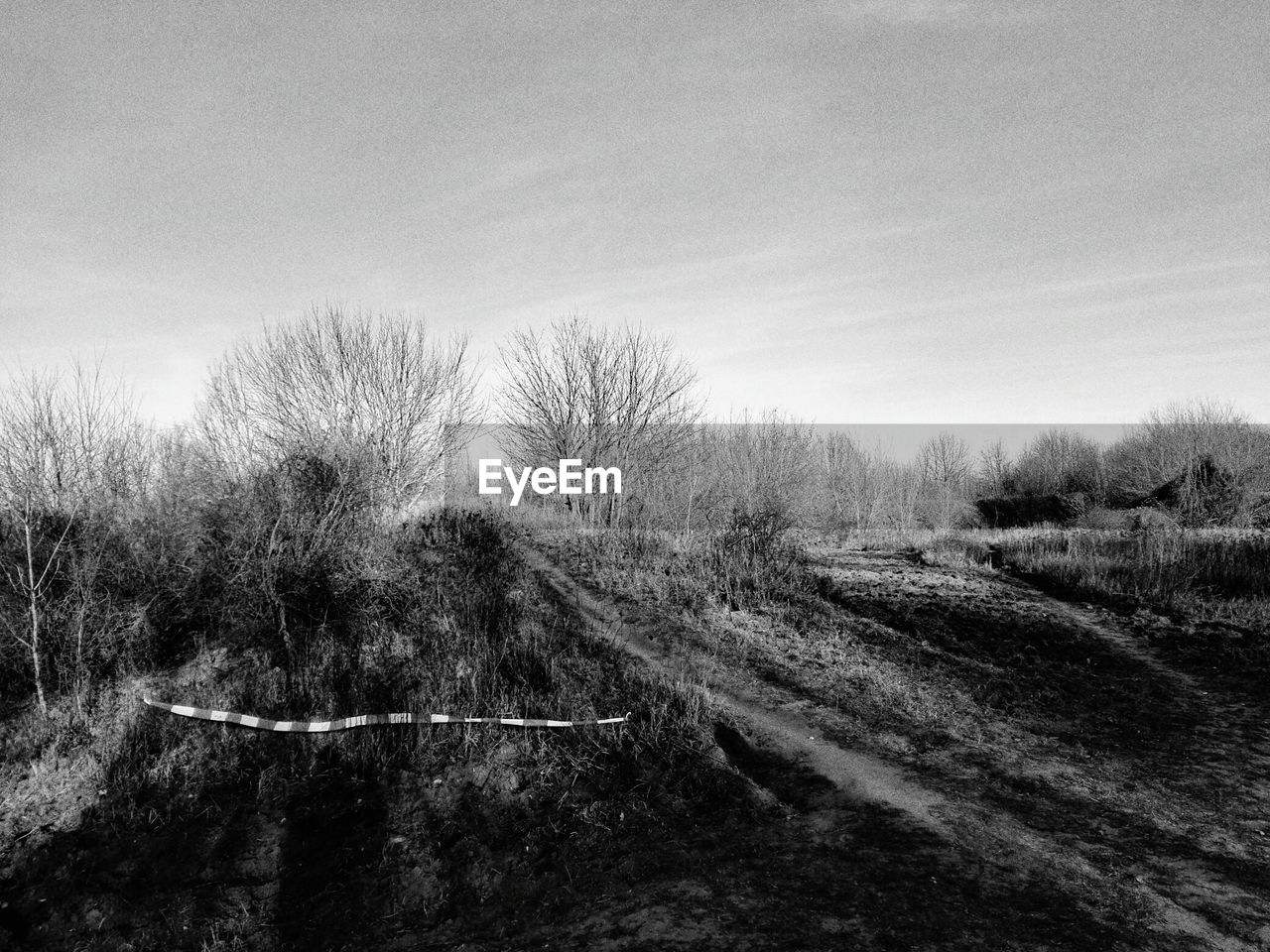 VIEW OF TREES ON LANDSCAPE