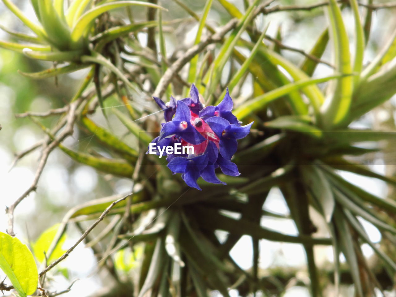 CLOSE-UP OF PURPLE FLOWERS BLOOMING AGAINST CLEAR SKY