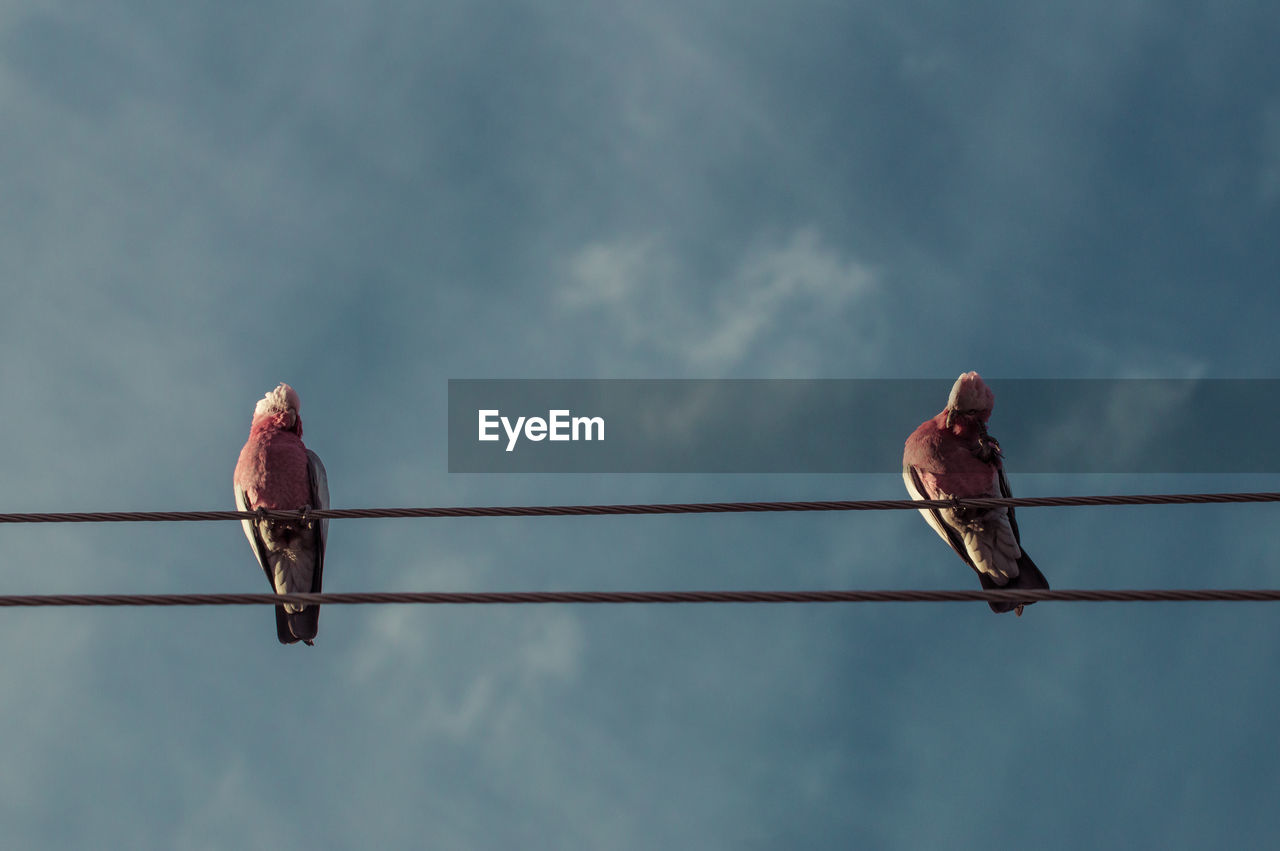 Low angle view of galahs perching on cable against sky