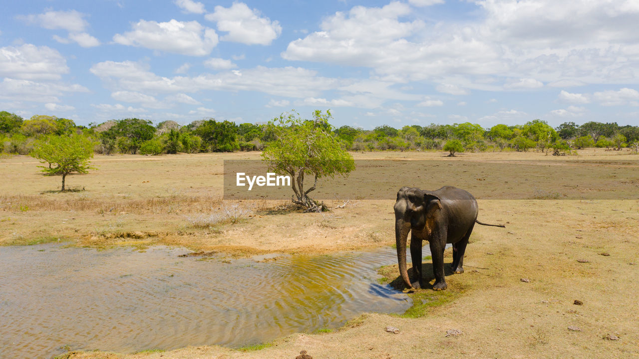 Wild ceylon elephant in its natural habitat. kumana national park. sri lanka.