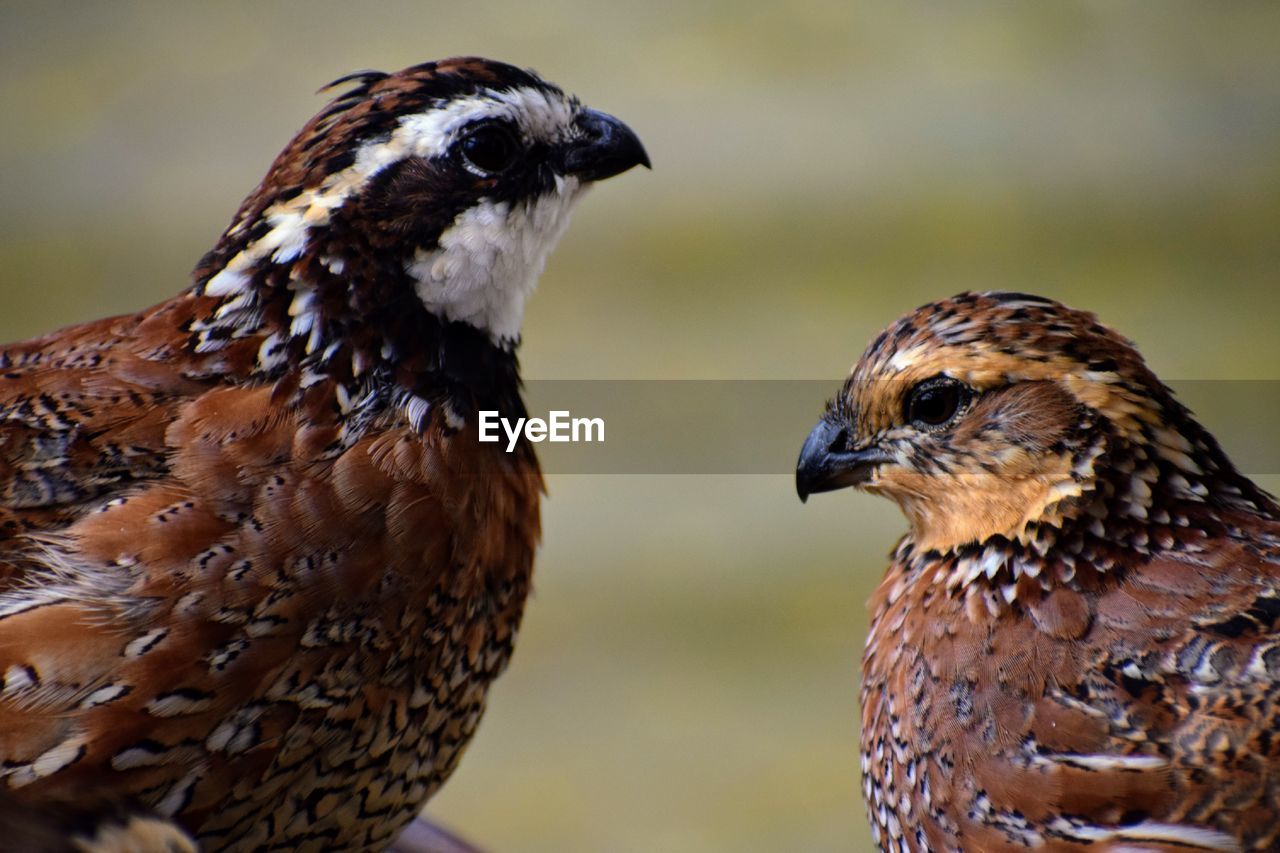 Close-up of quail