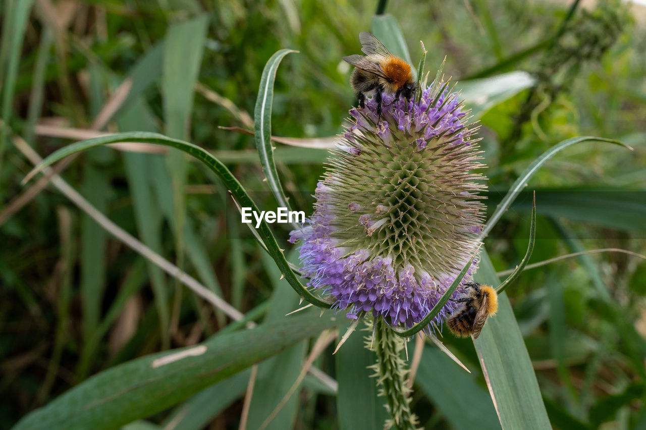 CLOSE-UP OF HONEY BEE POLLINATING ON FLOWER