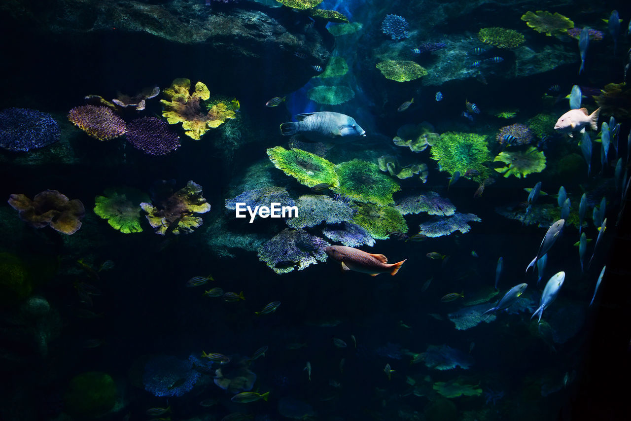 Fishes swimming in aquarium