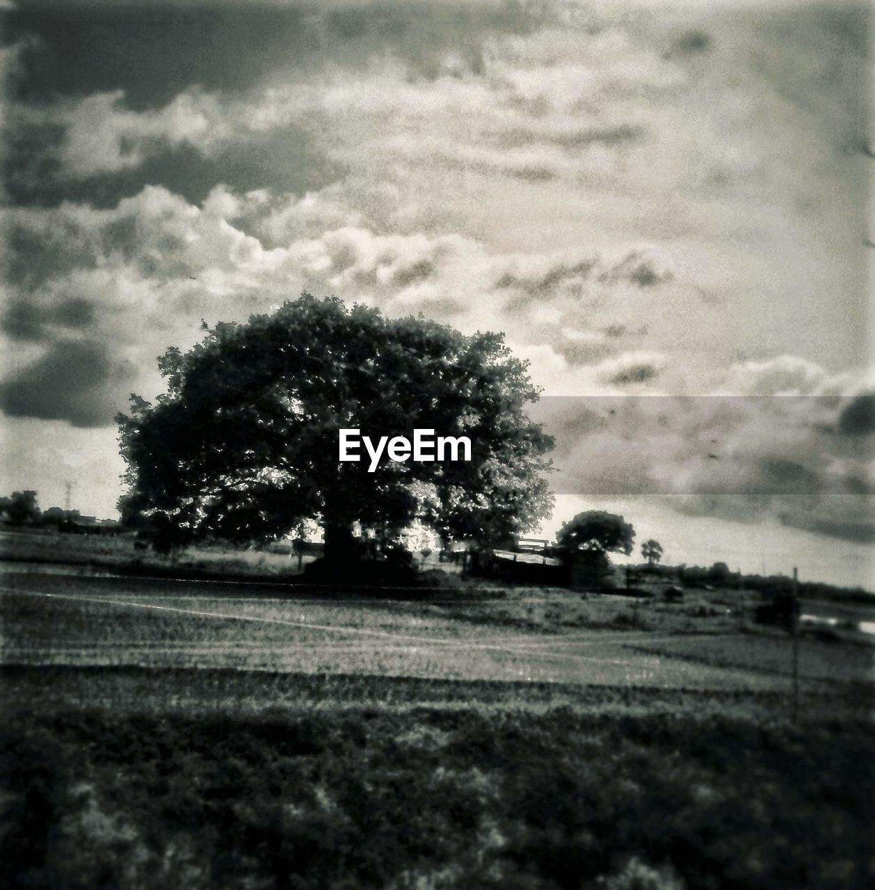 TREES GROWING IN FIELD AGAINST SKY