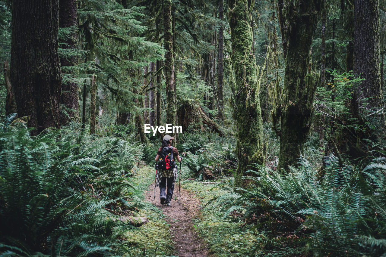 Female hiker on a trail through a moss covered temperate rainforest