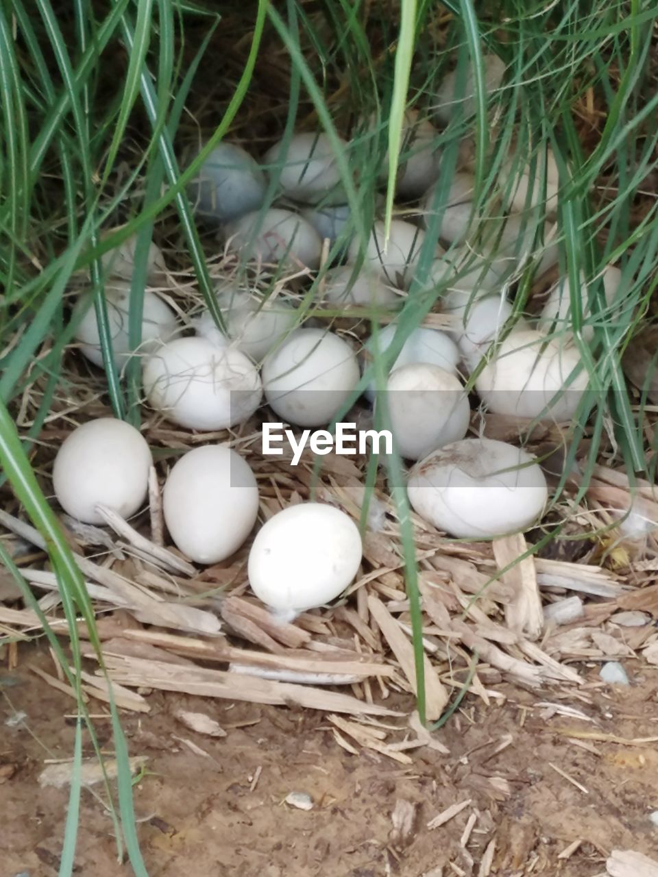 HIGH ANGLE VIEW OF EGGS IN NEST