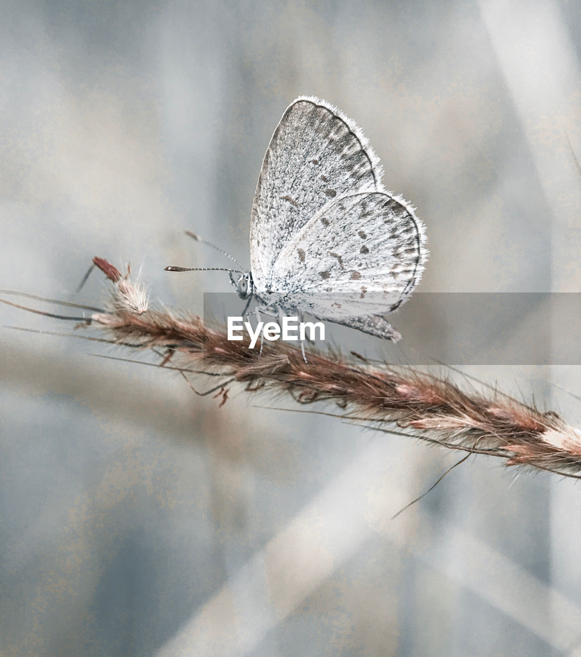 CLOSE-UP OF BUTTERFLY