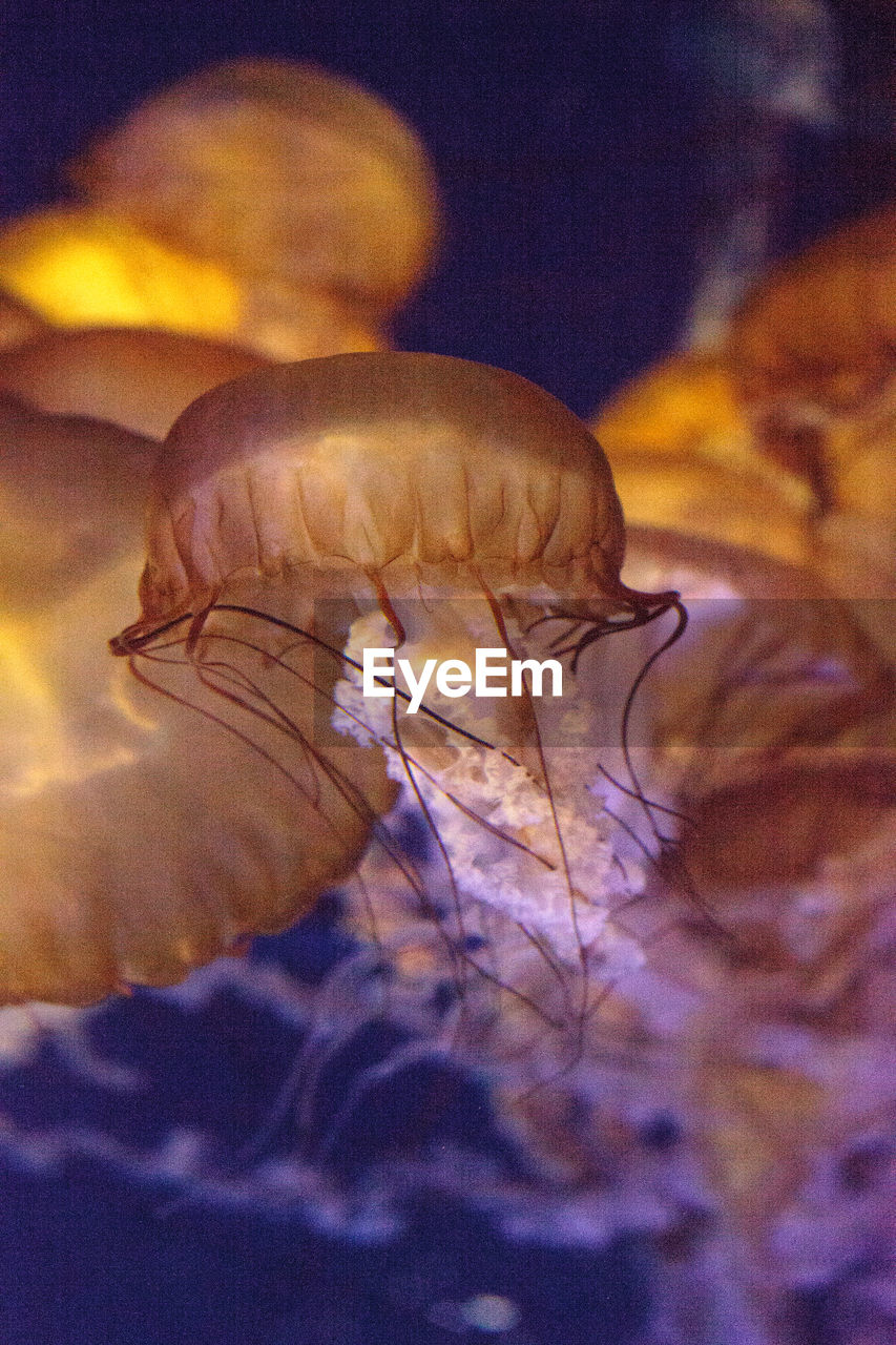 Close-up of jellyfishes swimming in aquarium