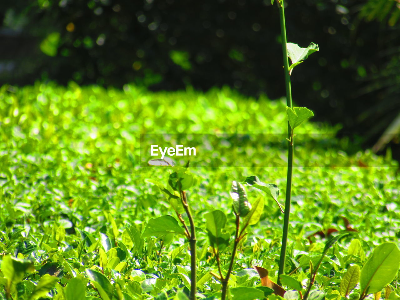 CLOSE-UP OF WHITE FLOWERS