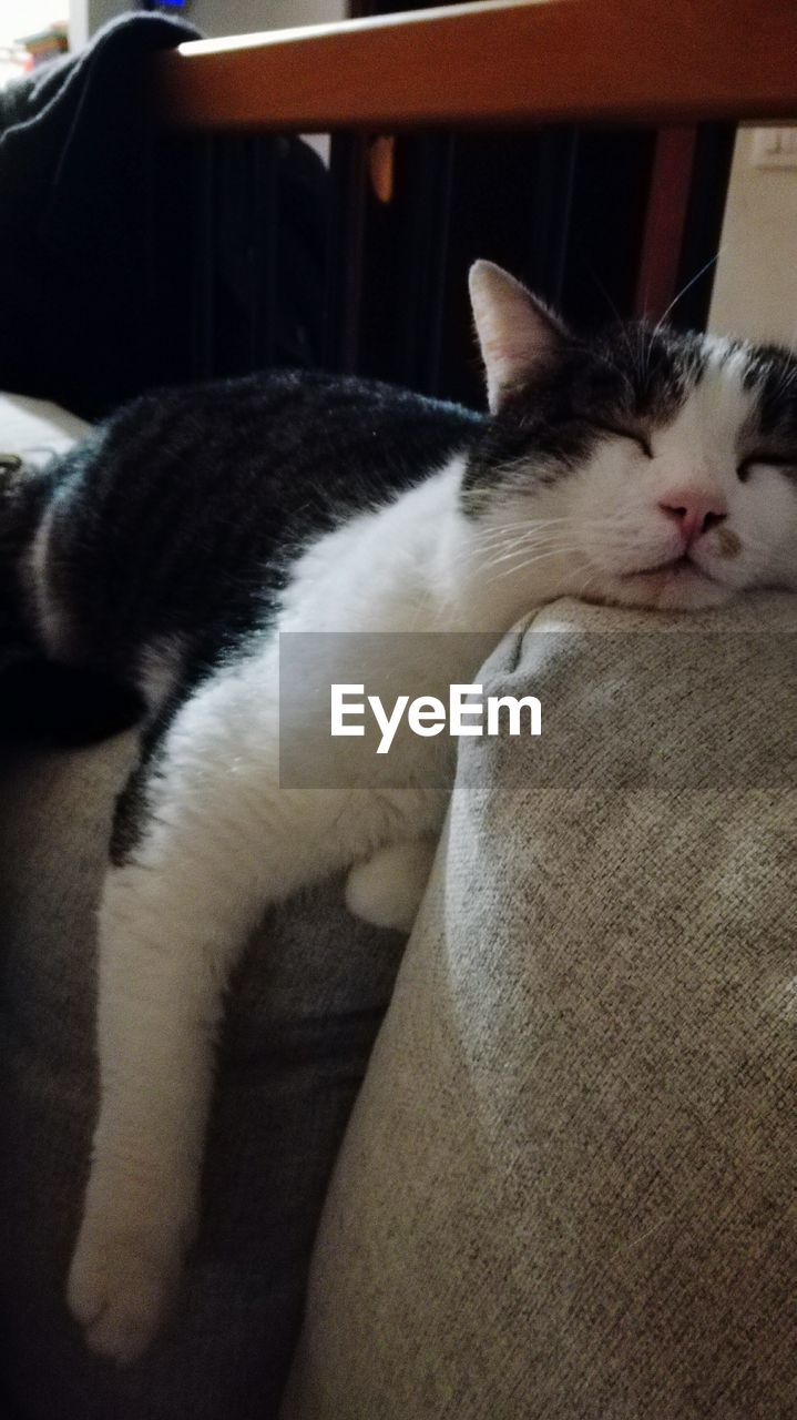 CLOSE-UP OF CAT SLEEPING ON BED