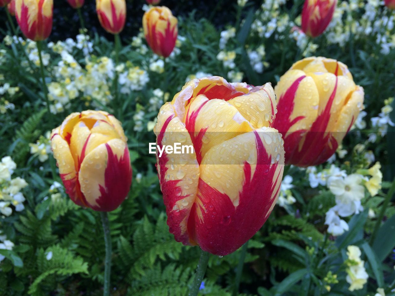 Close-up of red tulip flowers