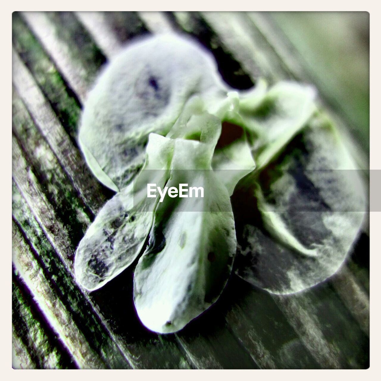 Close-up of leaves on bench