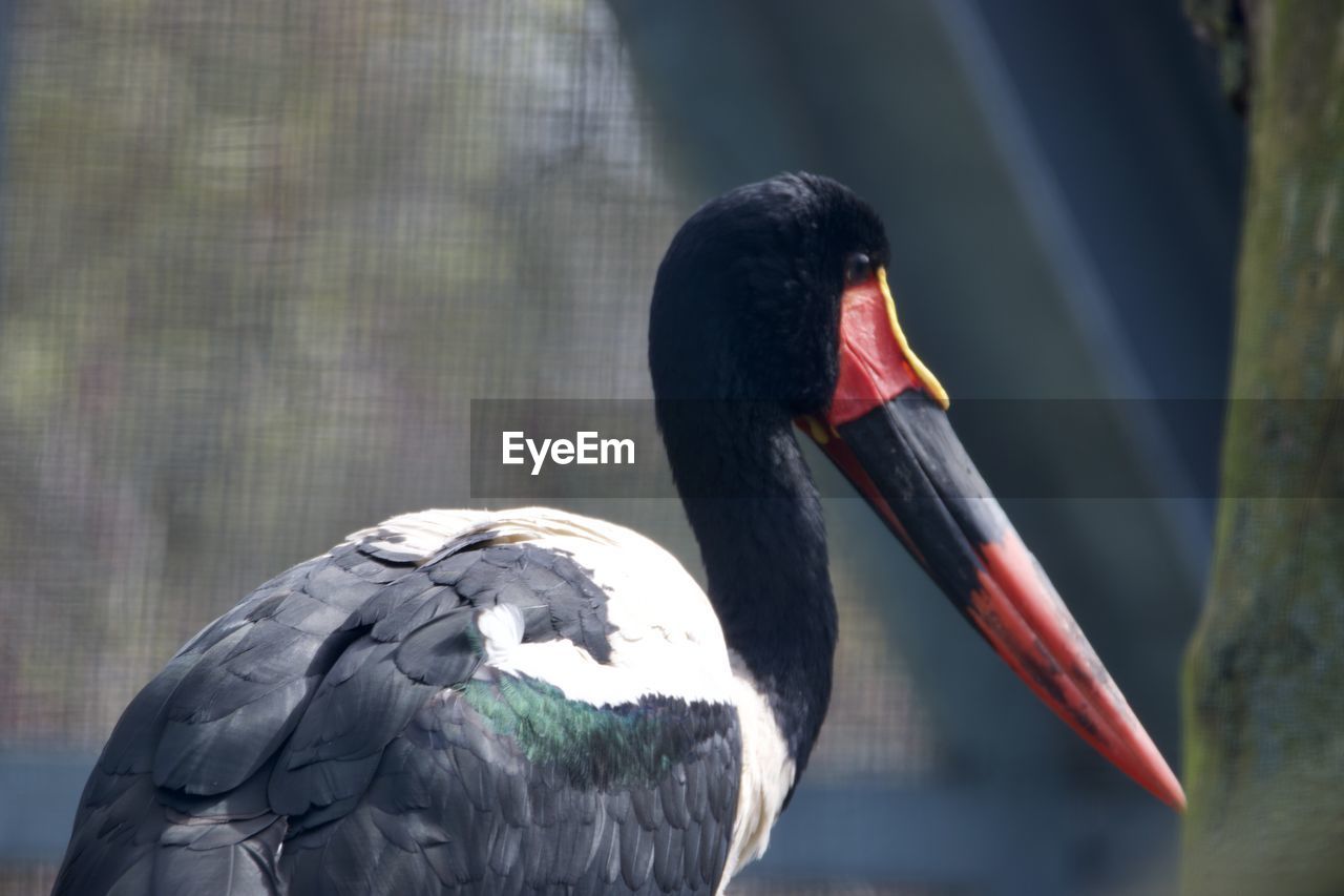 CLOSE-UP OF DUCK