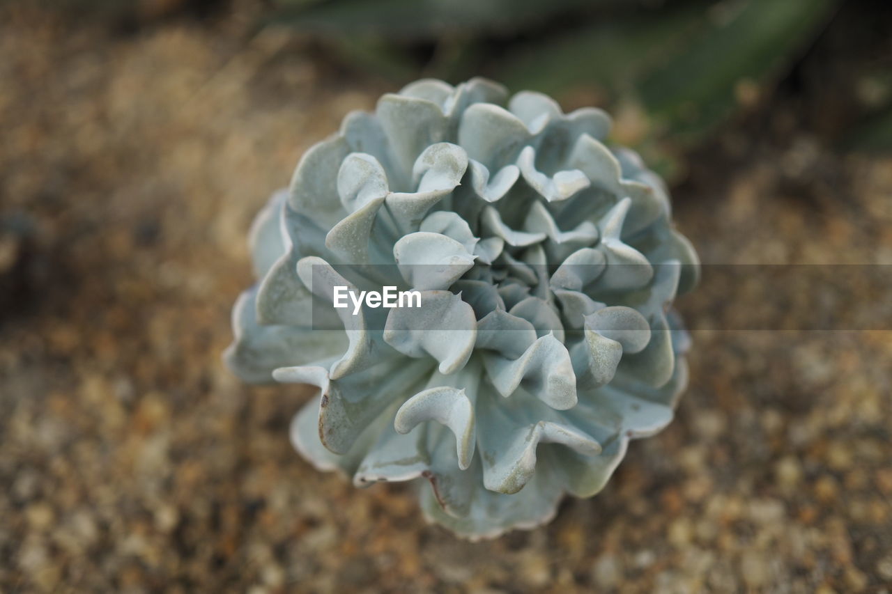 HIGH ANGLE VIEW OF WHITE FLOWERING PLANT ON LAND