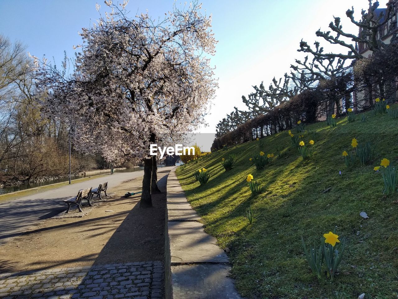 plant, tree, flower, nature, sky, beauty in nature, footpath, growth, leaf, sunlight, flowering plant, autumn, day, springtime, blossom, outdoors, shadow, grass, scenics - nature, park, landscape, tranquility, road, park - man made space, rural area, morning, no people, tranquil scene, clear sky, spring, travel destinations, architecture, sunny, travel, transportation, environment, branch, the way forward, land